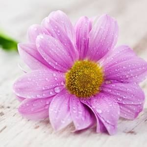 Meet your Posher, Delilah